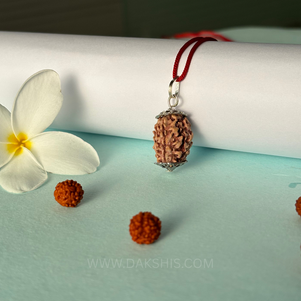 3 Mukhi Rudraksha - Teen Mukhi
