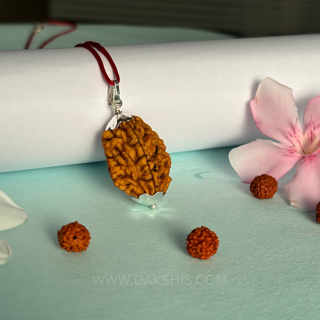 2 Mukhi Rudraksha - Do Mukhi