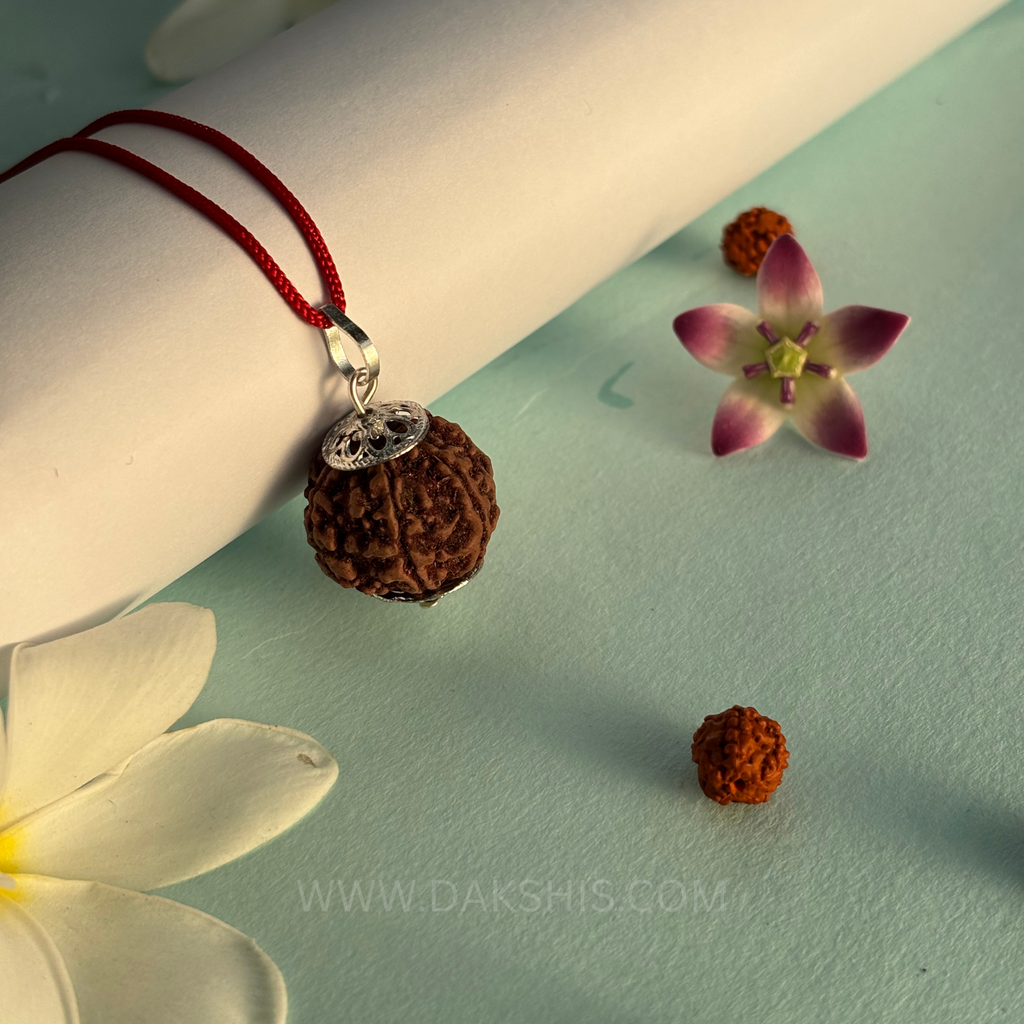 6 Mukhi Nepali Rudraksha - Chhey Mukhi