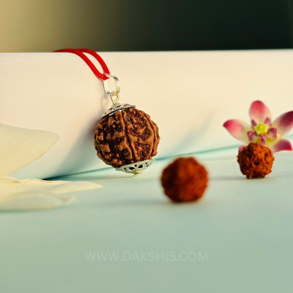 6 Mukhi Nepali Rudraksha - Chhey Mukhi