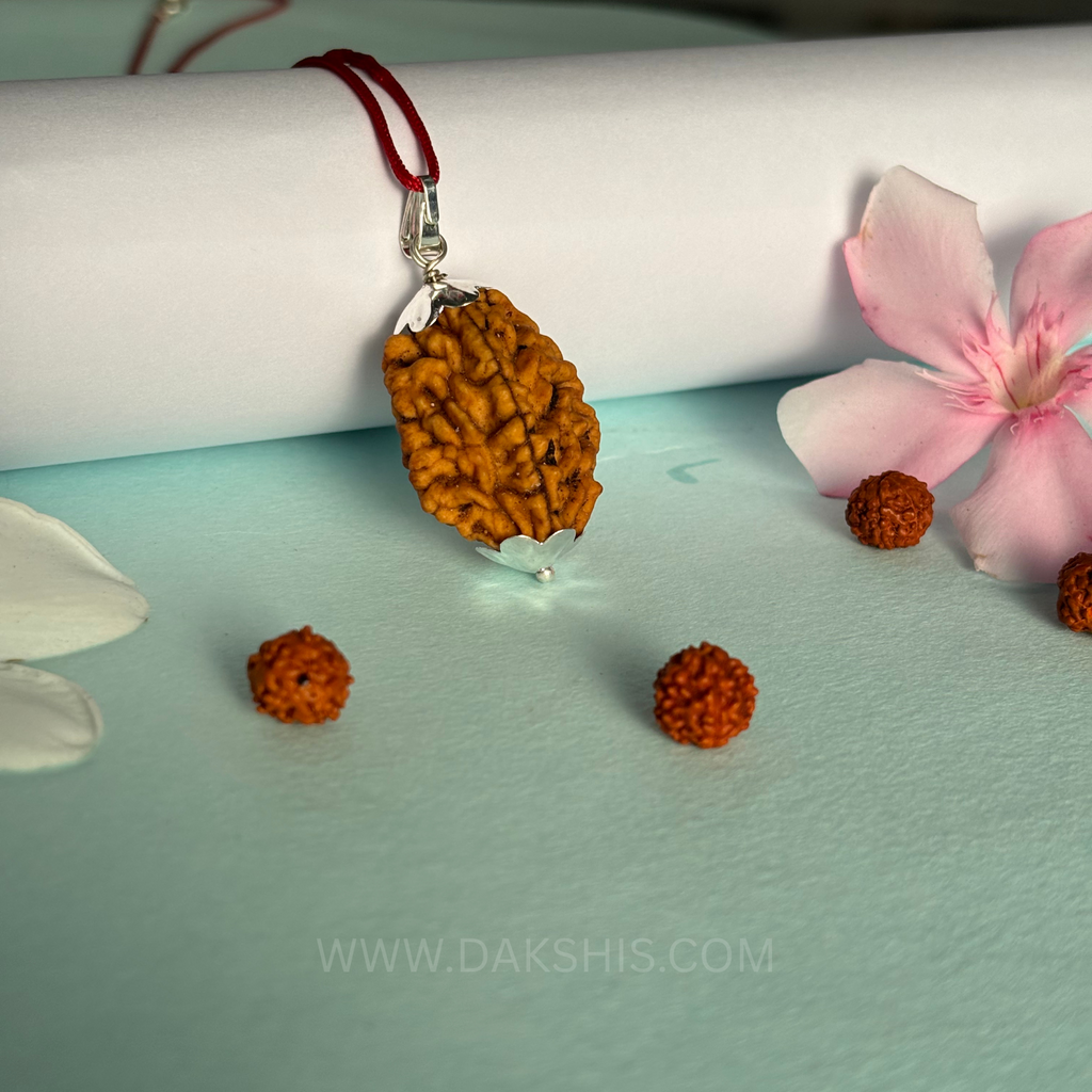 2 Mukhi Rudraksha - Do Mukhi