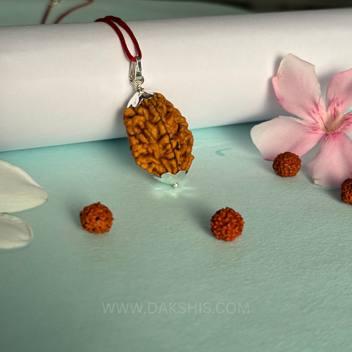 2 Mukhi Rudraksha - Do Mukhi