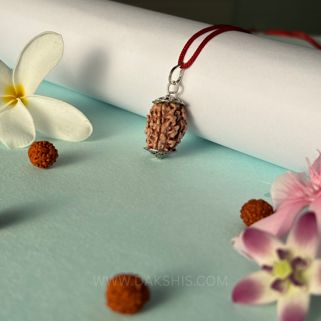 3 Mukhi Rudraksha - Teen Mukhi