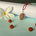 3 Mukhi Rudraksha - Teen Mukhi