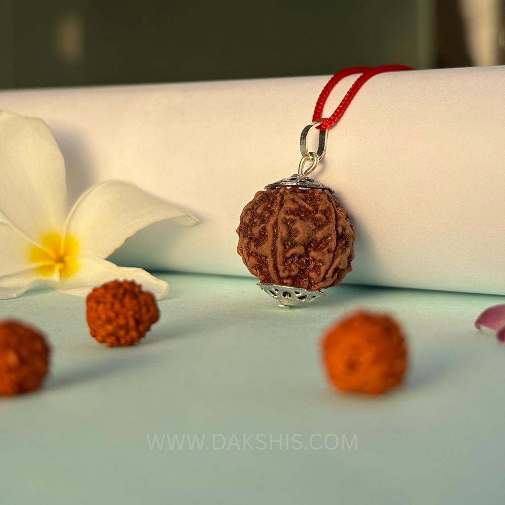 6 Mukhi Nepali Rudraksha - Chhey Mukhi