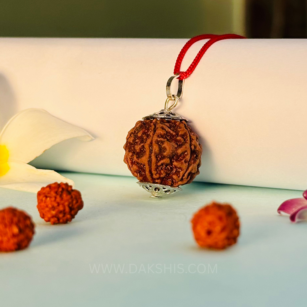 6 Mukhi Nepali Rudraksha - Chhey Mukhi